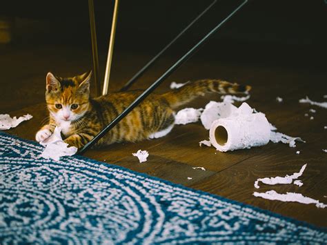 kittens chewing on everything.